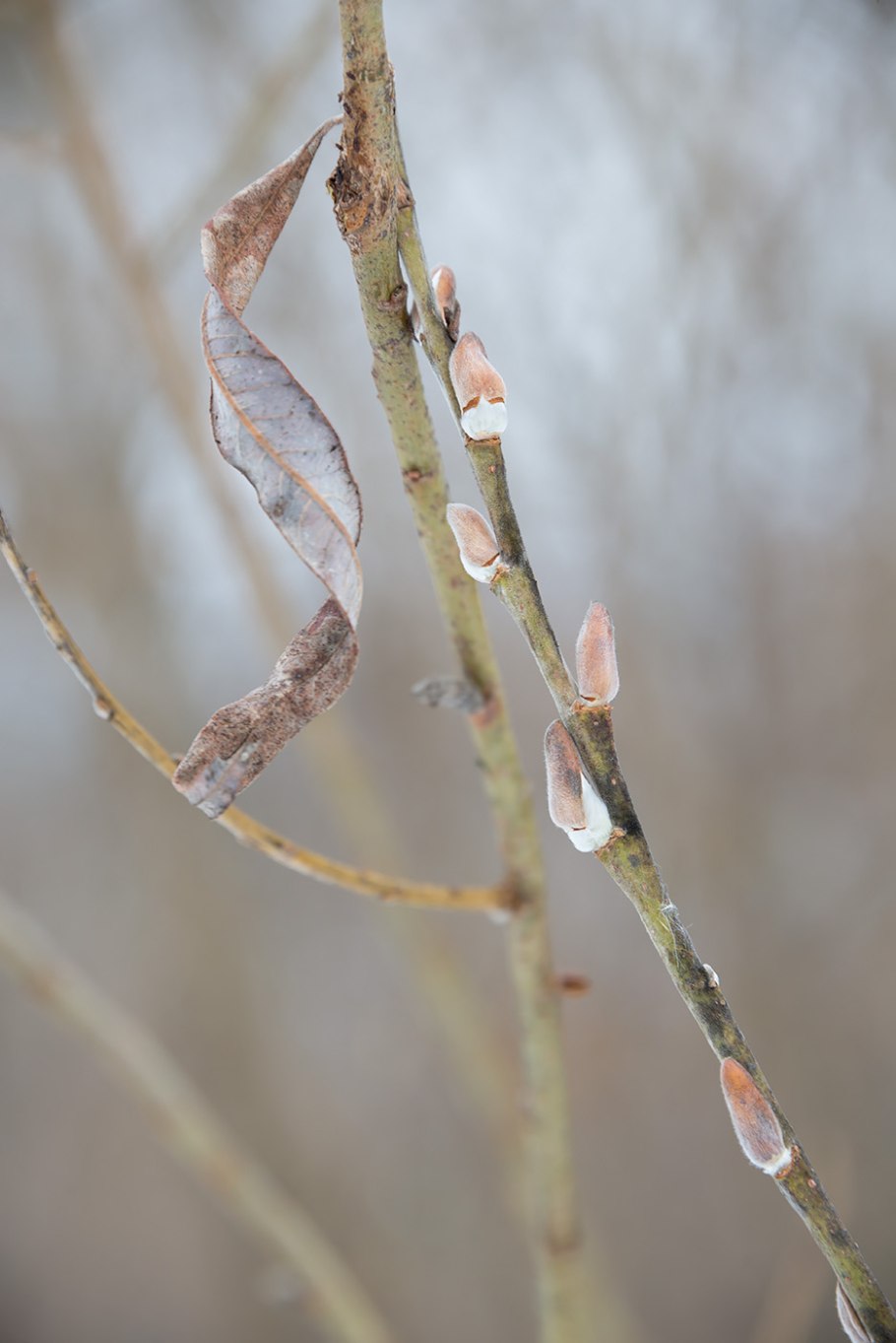 Ива Гмелина