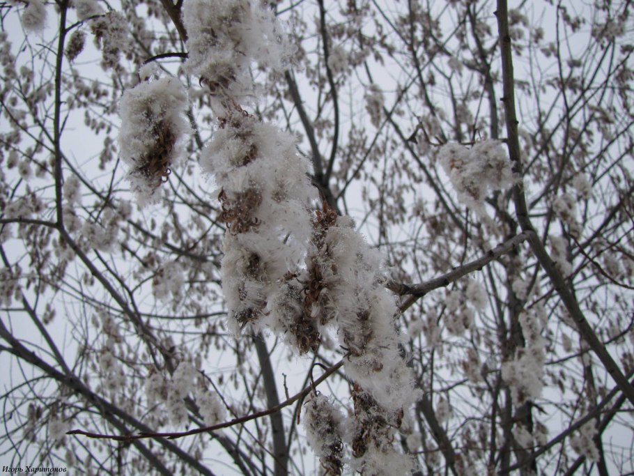 Ива пятитычинковая чернотал