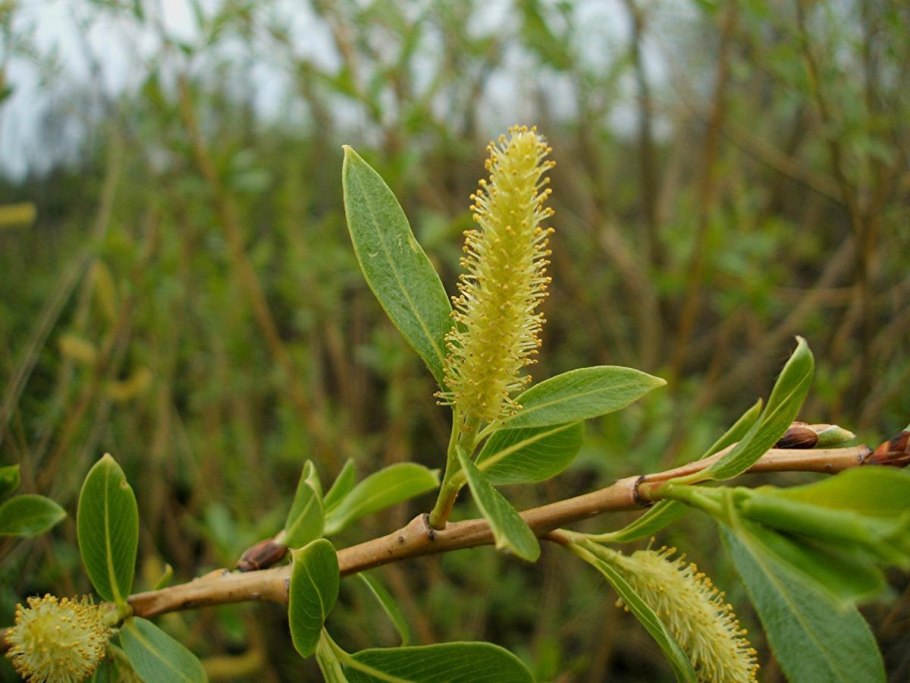 Ива ломкая salix fragilis