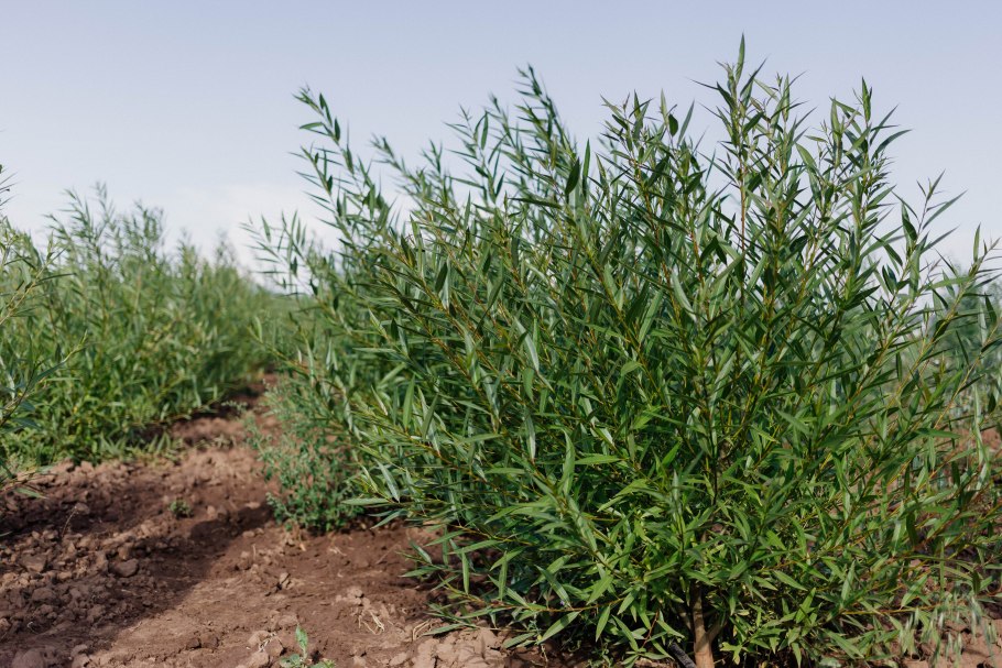 Ива шаровидная нана