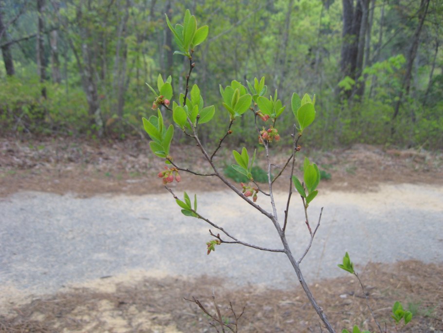 Гейлюссакия Ягодная