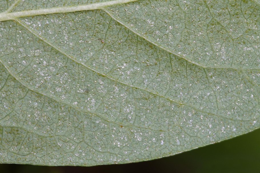 Гейлюссакия Лиственная