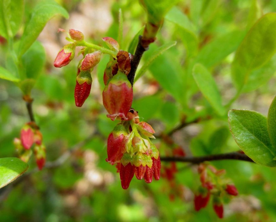 Гейлюссакия Лиственная