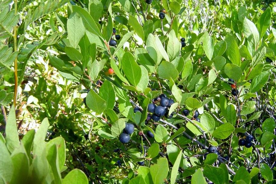 "Huckleberry" растение