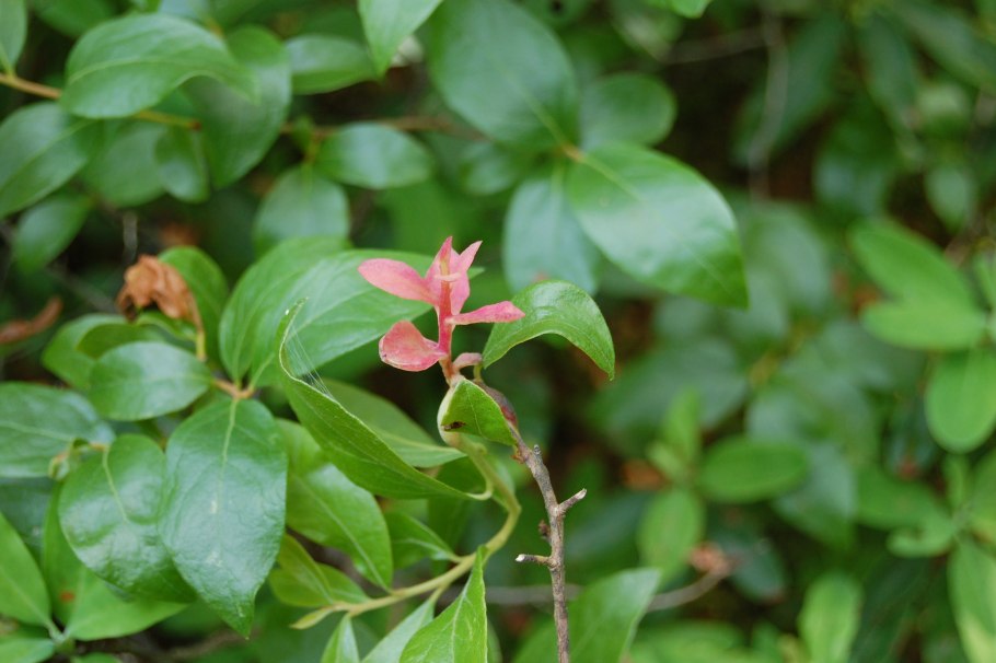 Растение Gaylussacia фото