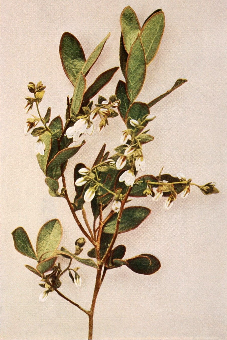 Материнская плата MSI 865gvm2-LS