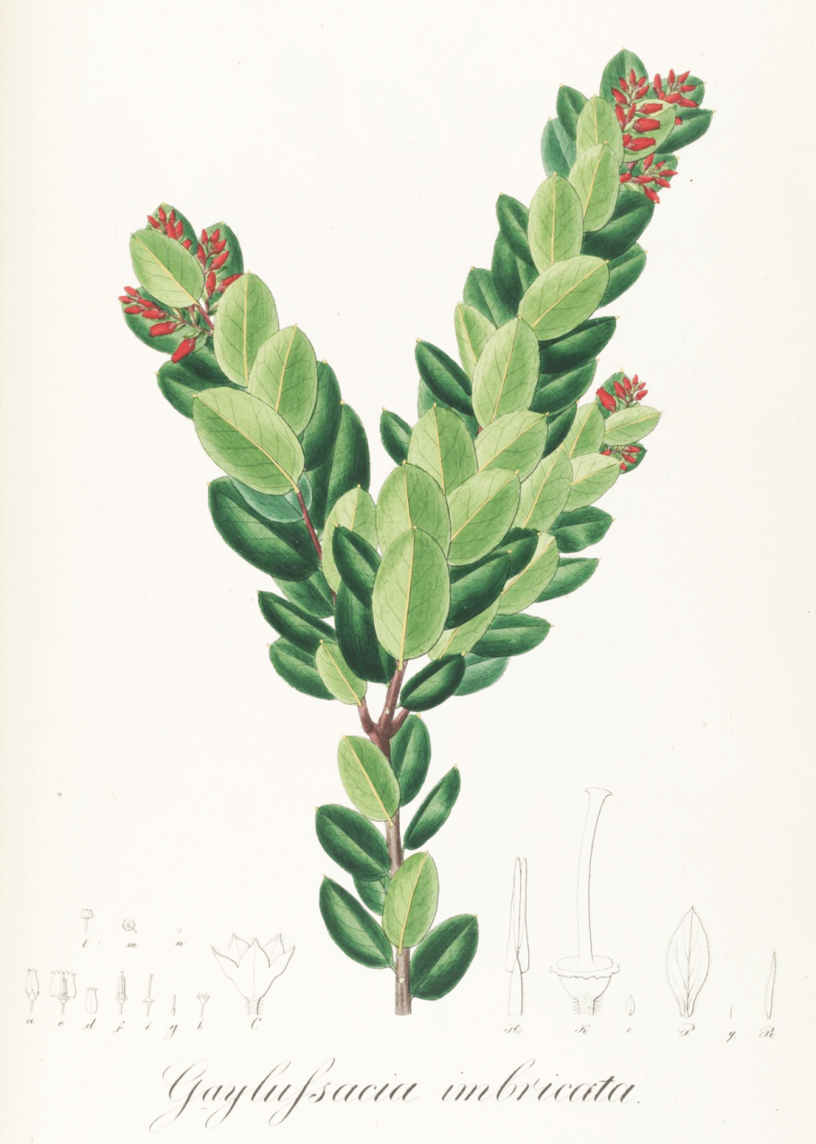 Вакциниум каркасы