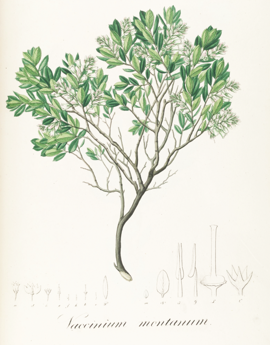 Gaylussacia dumosa гейлюссакия