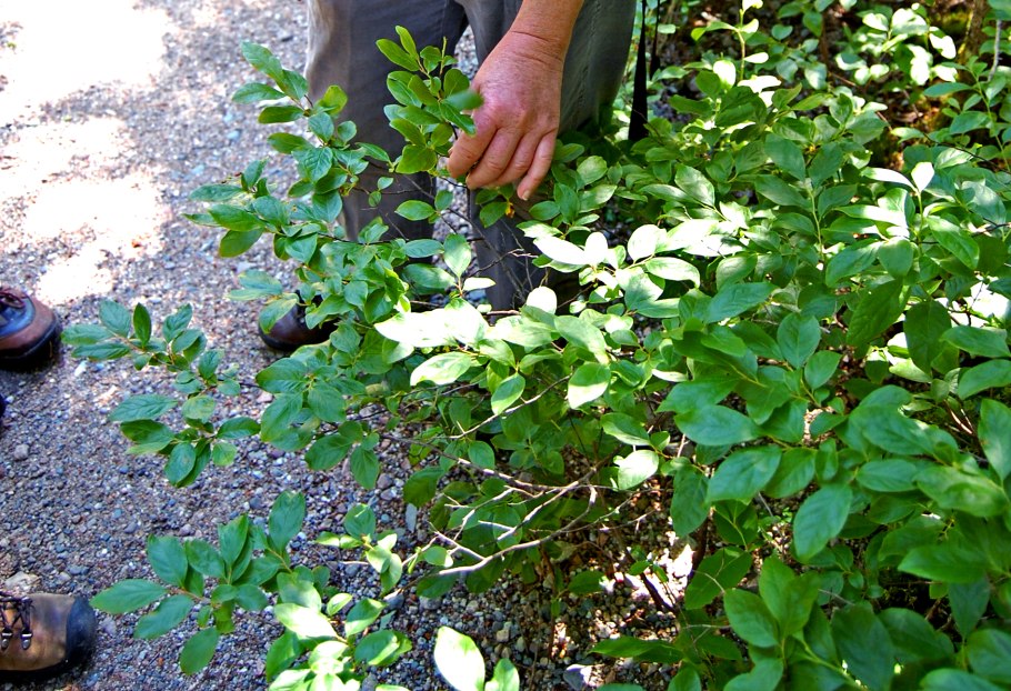 Гейлюссакия Ягодная