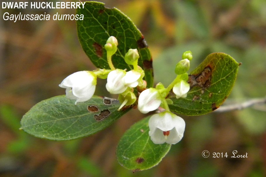 Хаклберри красная