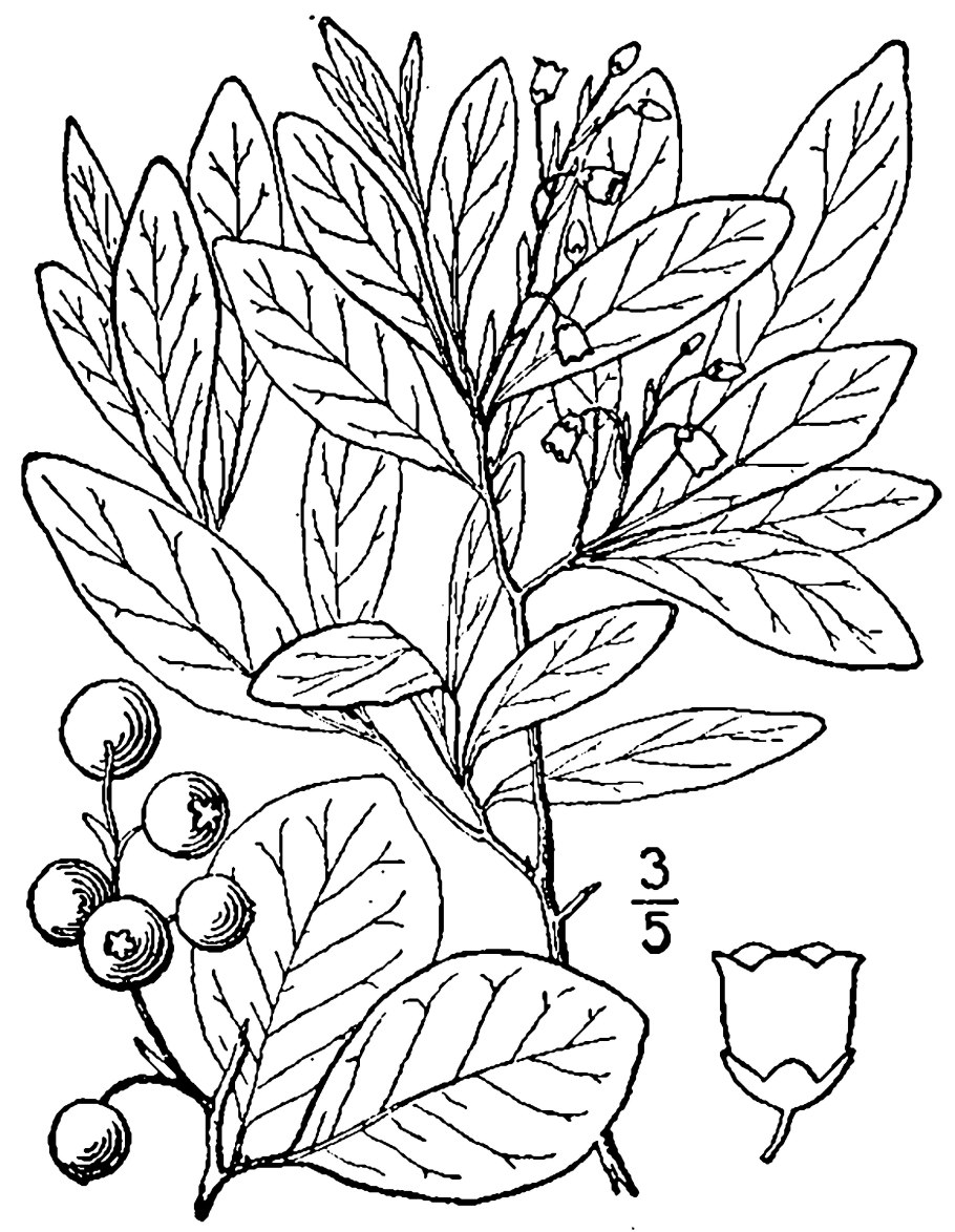 Вакциниум Гекльберри