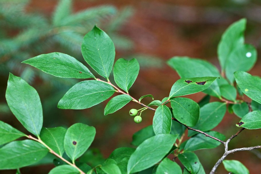 Гейлюссакия Лиственная