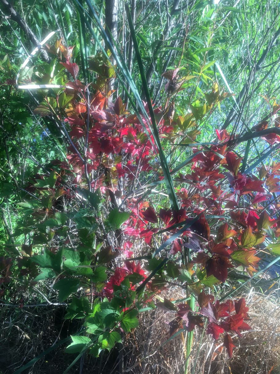 Гейлюссакия Ягодная