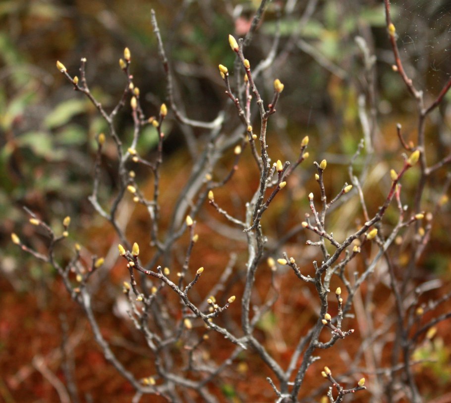 Гейлюссакия Ягодная