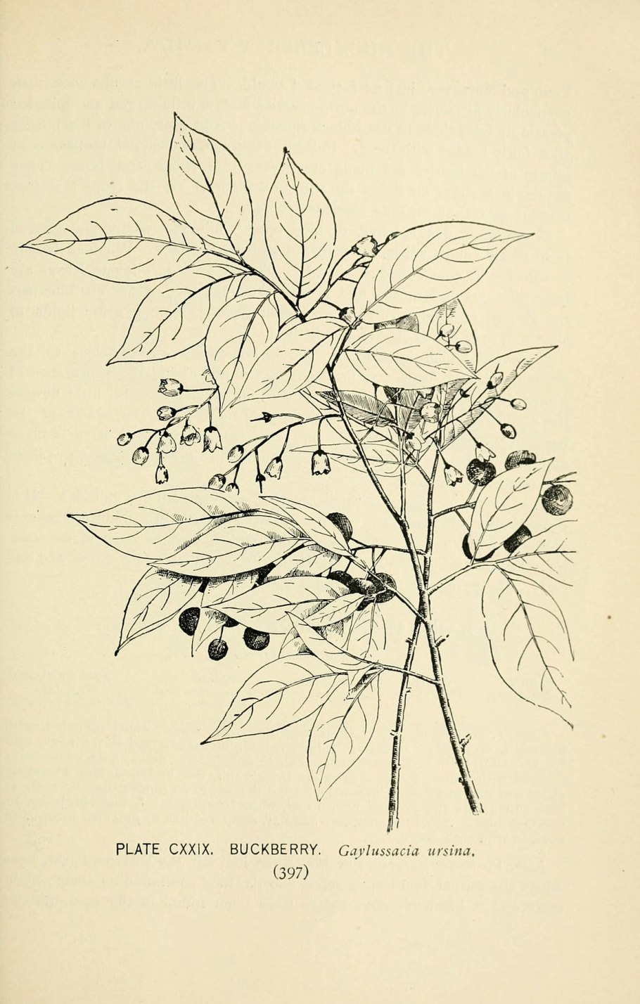 Vaccinium ovatum