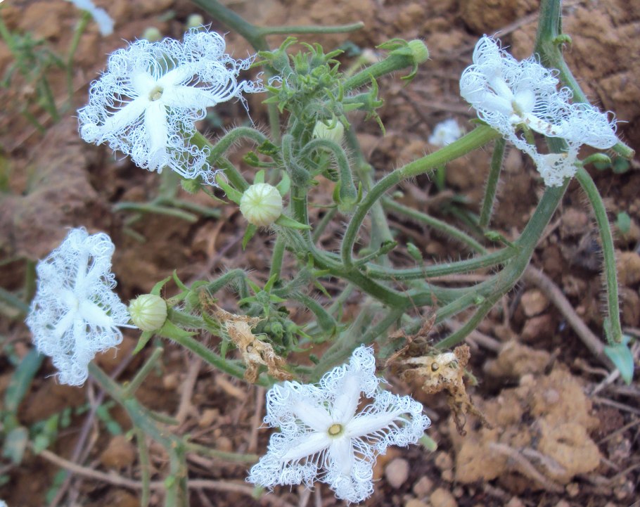 Trichosanthes cucumerina