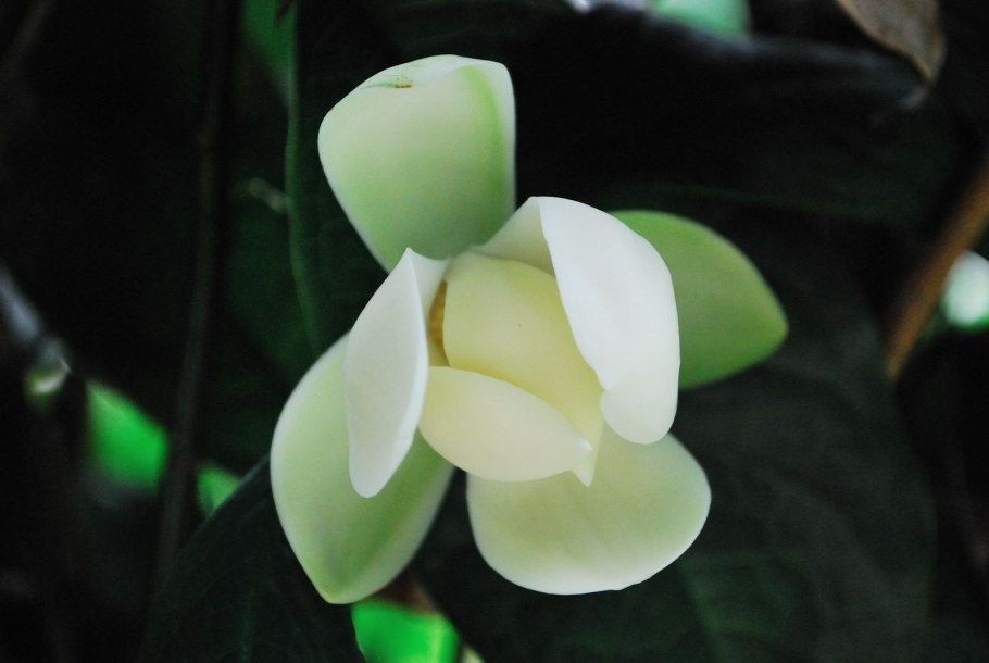 Magnolia Coco-Магнолия Коко