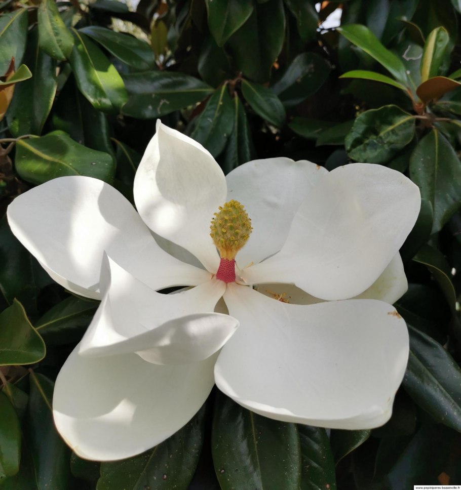 Магнолия обратнояйцевидная