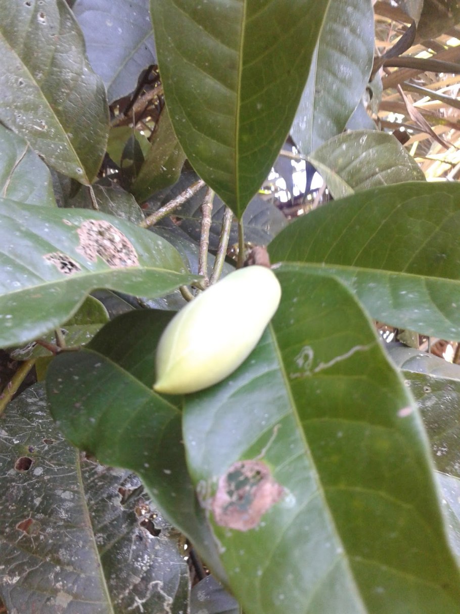Magnolia grandiflora 3d