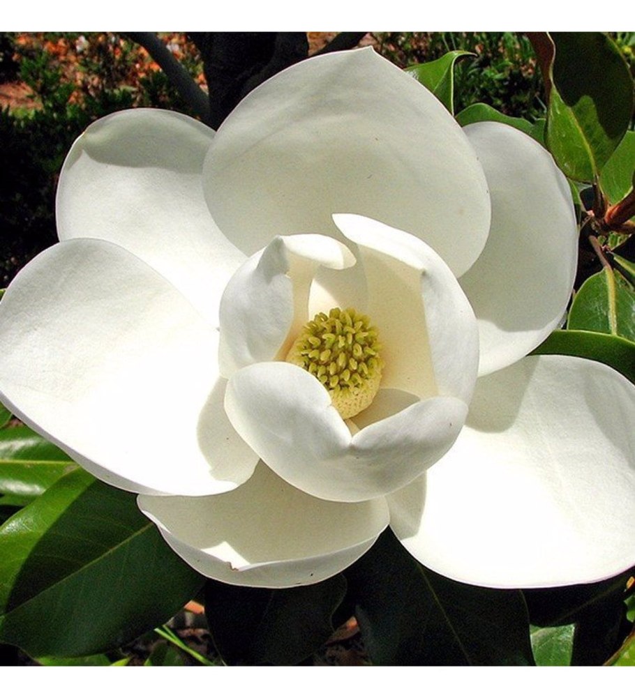 Михелия Фиго дерево