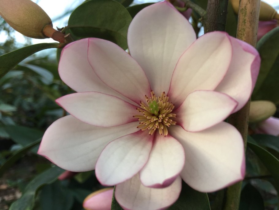 Магнолия лаевифолия