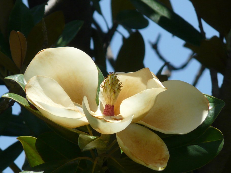 Михелия Фейри Блаш