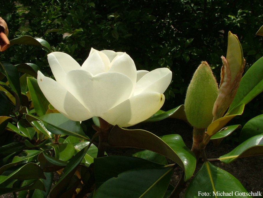 Цветок магнолии Коко