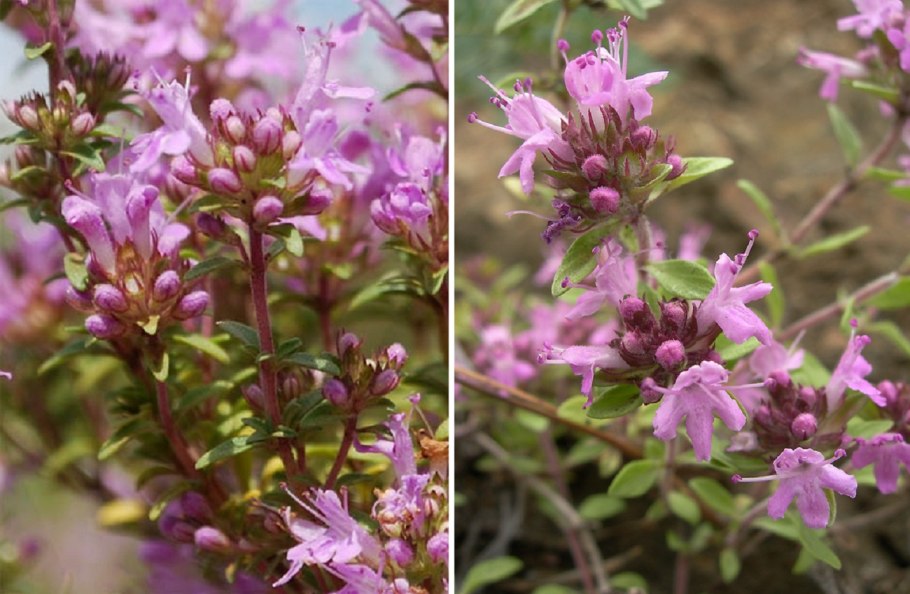 Чабрец клоповый