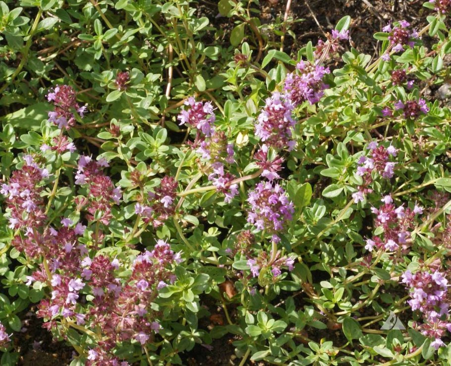 Тимьян блошницевидный (Thymus pulegioides) (Pink-Purple)