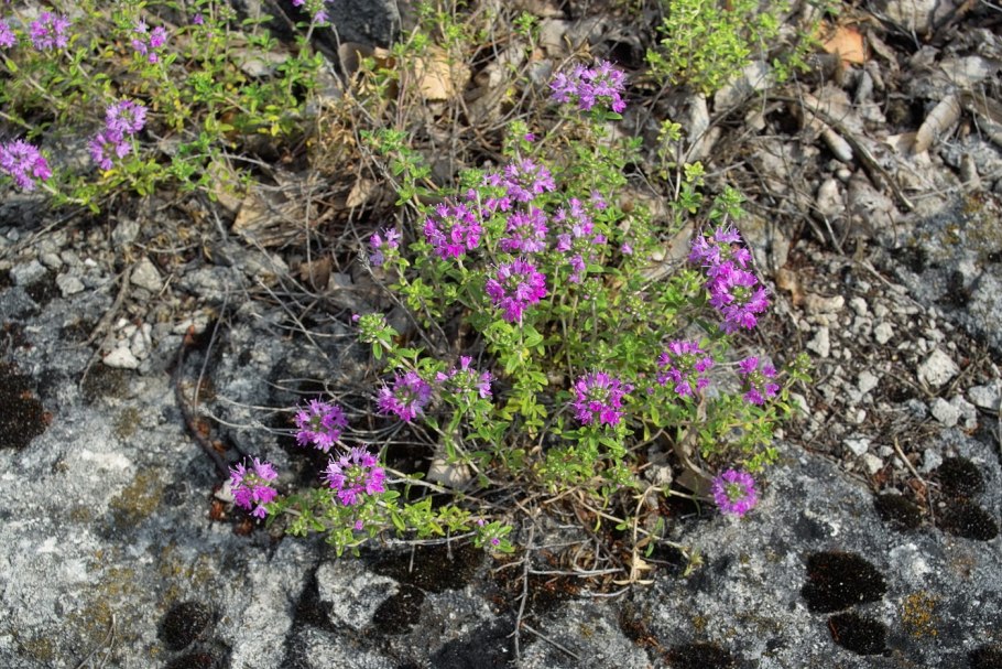 Тимьян Жигулевский (Thymus cimicinus)
