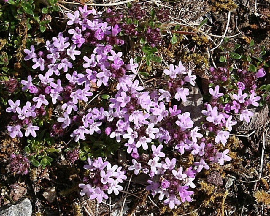Чабрец клоповый — Thymus cimicinus