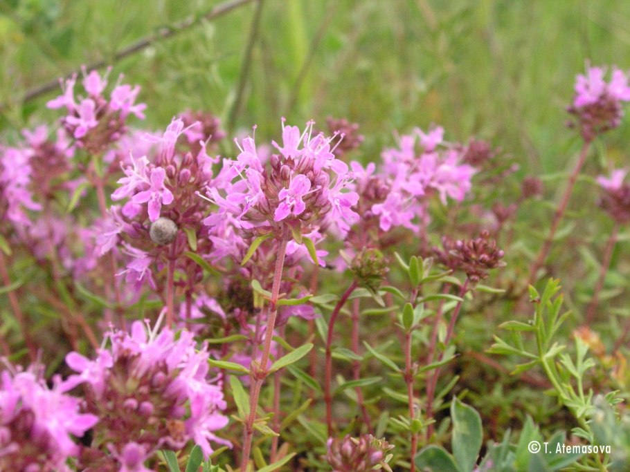 Тимьян блошиный