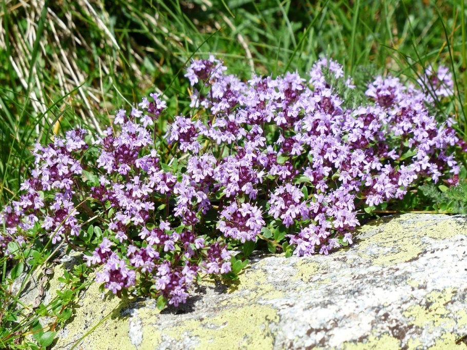 Thymus talijevii - тимьян Талиева,