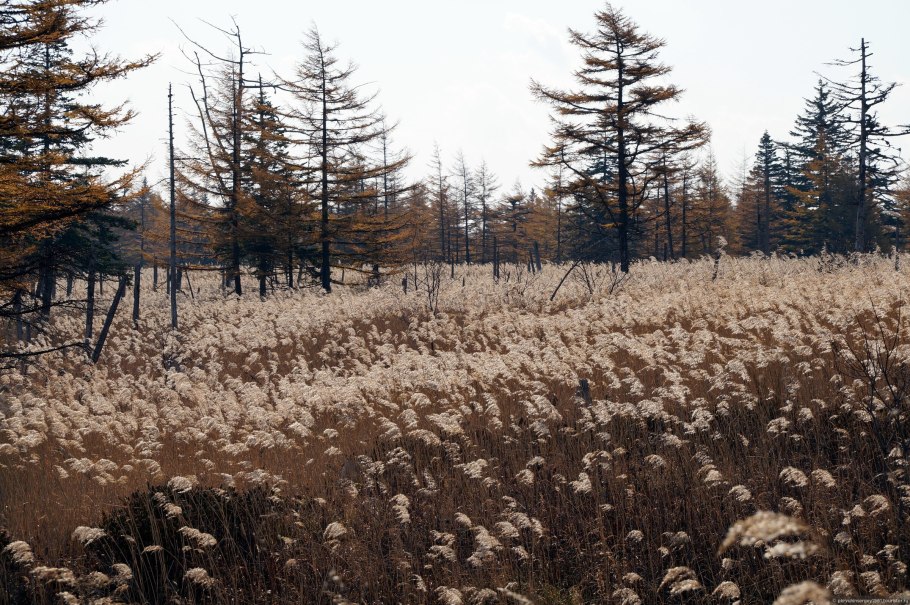 Лиственница Комарова