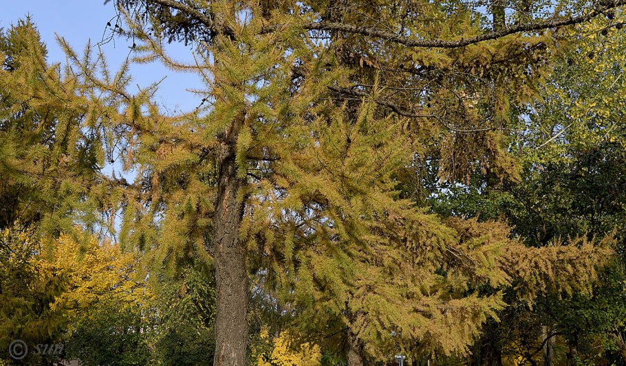 Магаданский заповедник лиственница