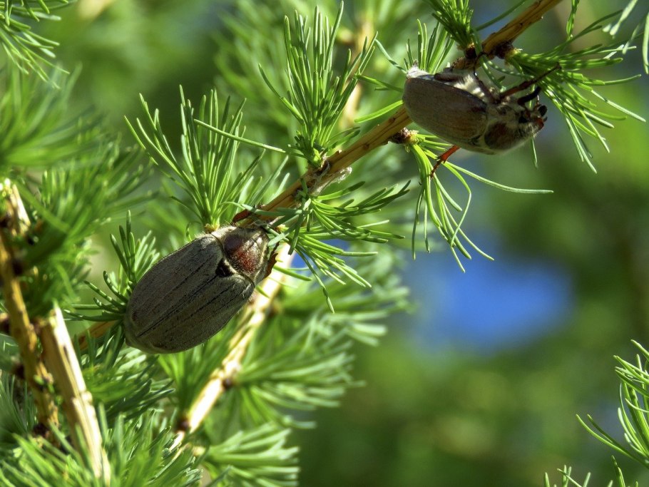 Лиственница на склоне