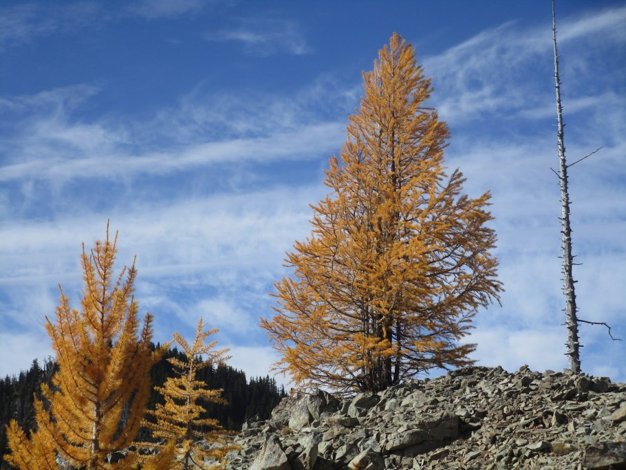 Larix gmelinii Несмеяна