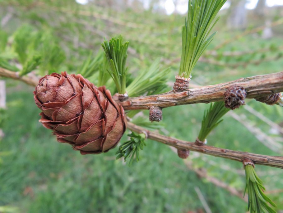 Лиственница Камчатская