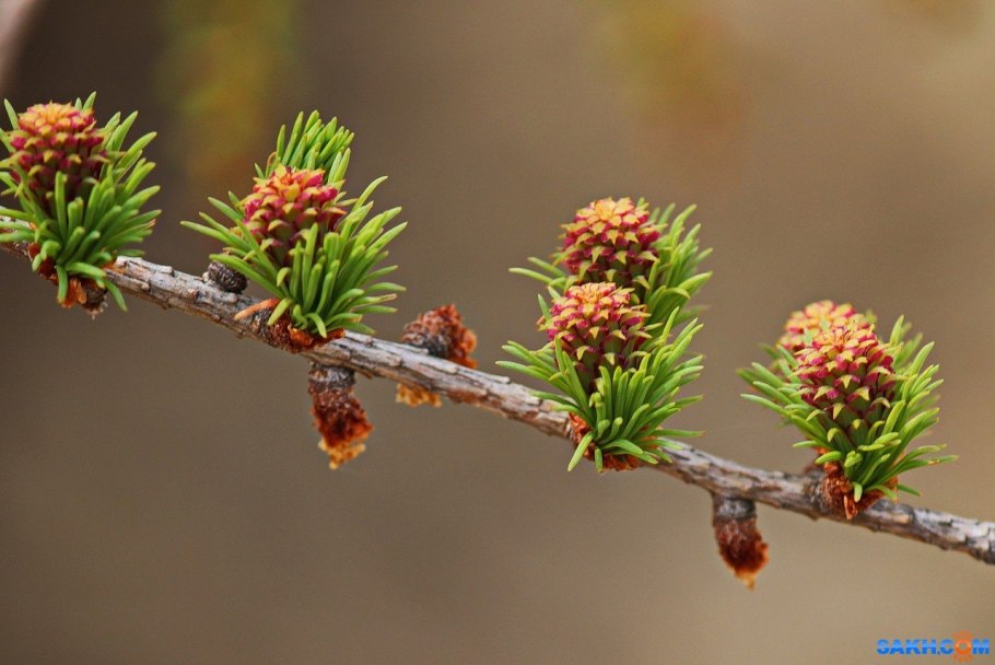 Кедр лиственница