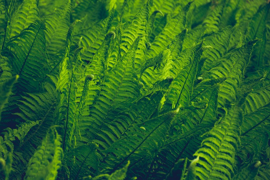 Папоротник microgramma