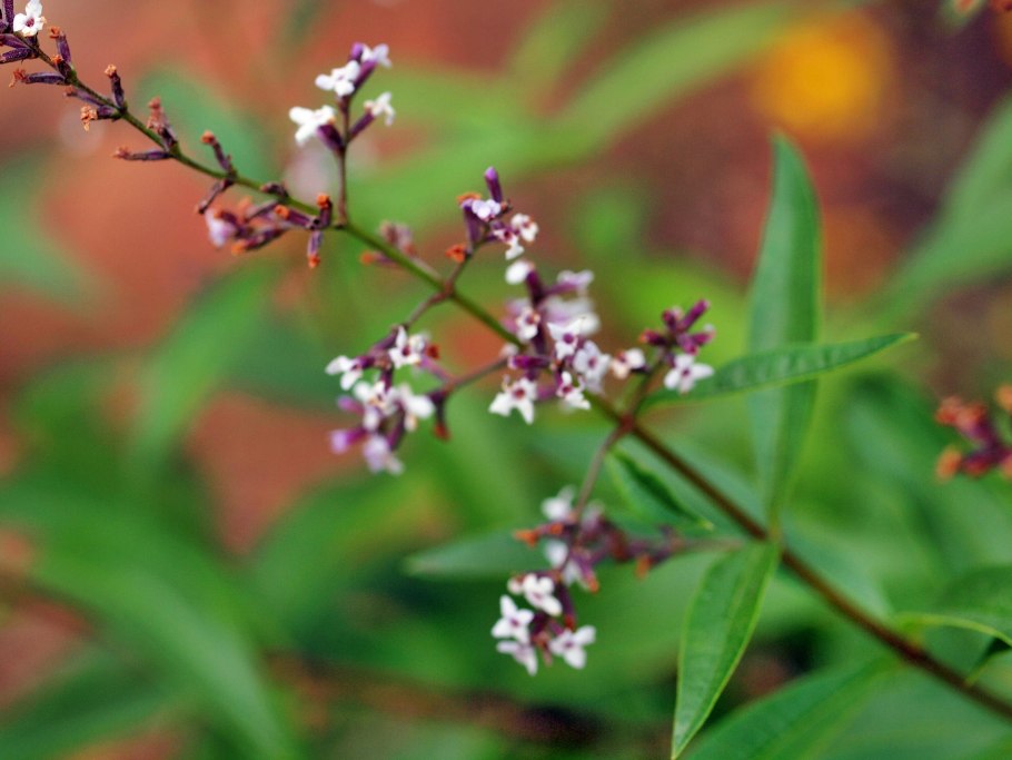 Алоизия трёхлистная Вербена лимонная