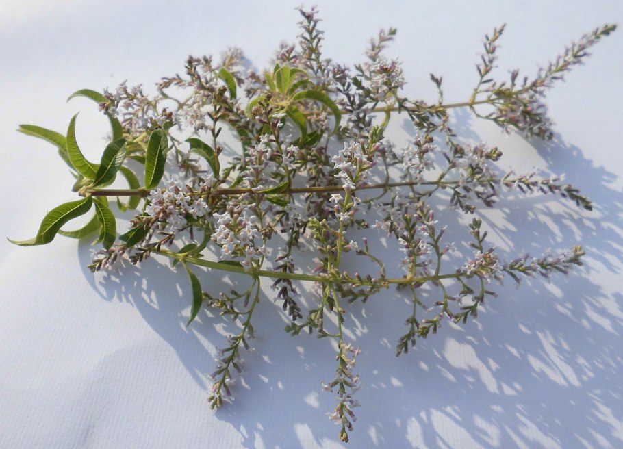 Алоизия трёхлистная Вербена лимонная