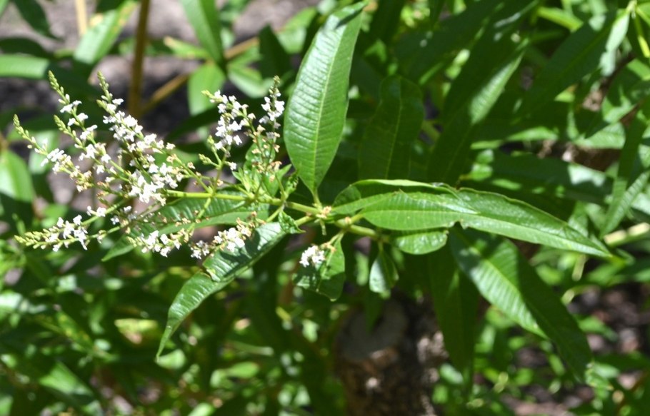 Алоизия Вебер рок опера Getty images