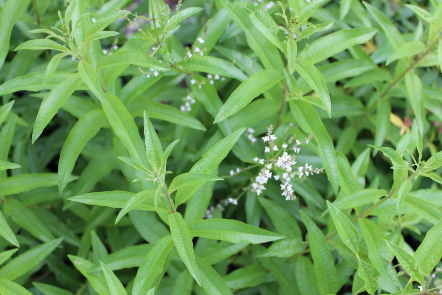 Almond Bush (Aloysia virgata)