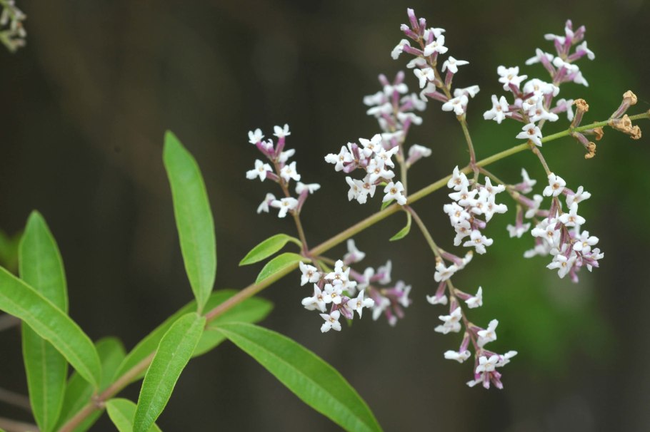 Lippia citriodora