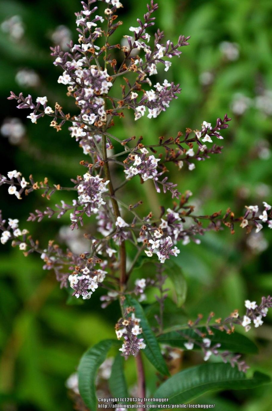 Алоизия трёхлистная