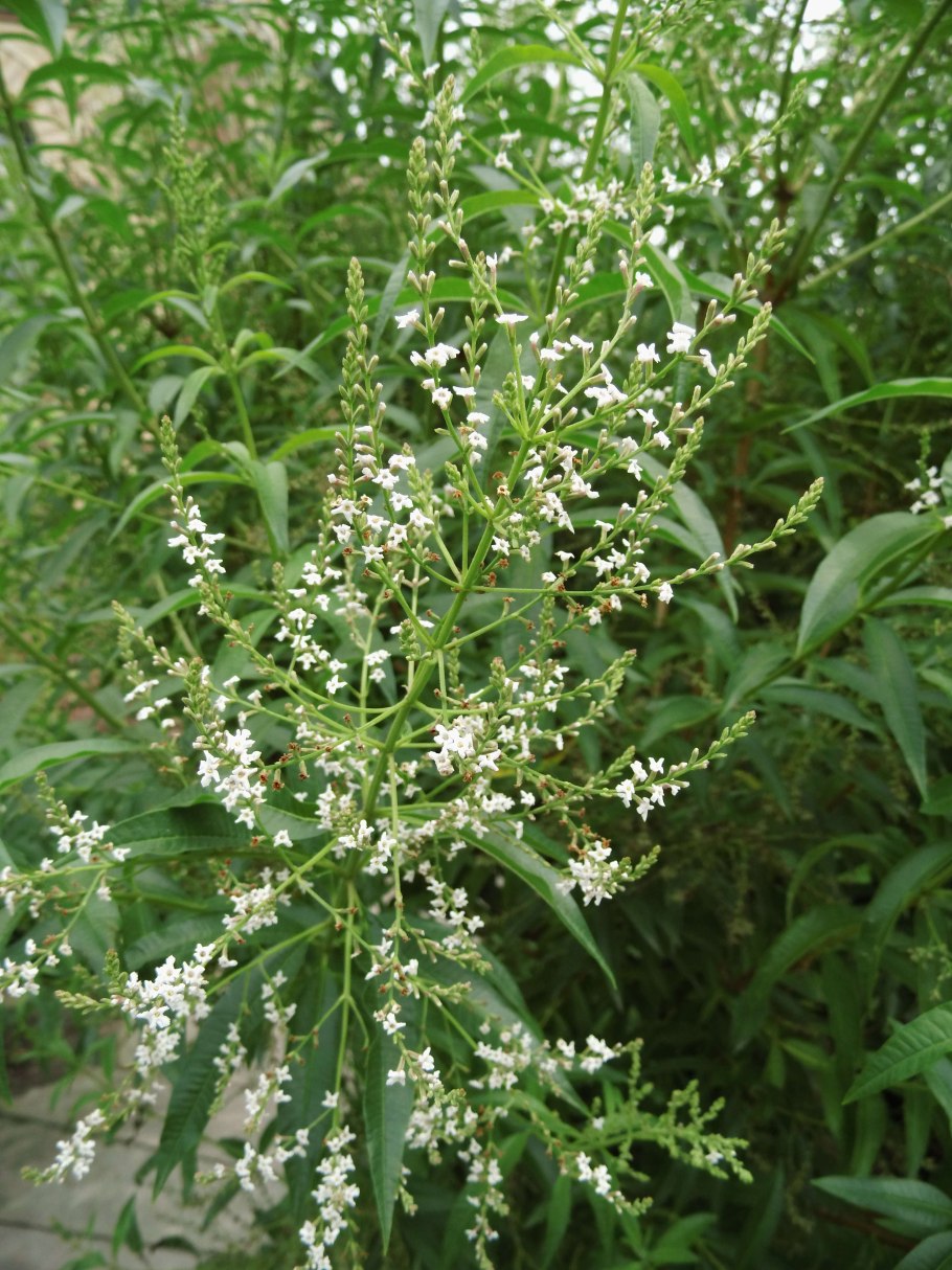 Алоизия (лимонная Вербена)