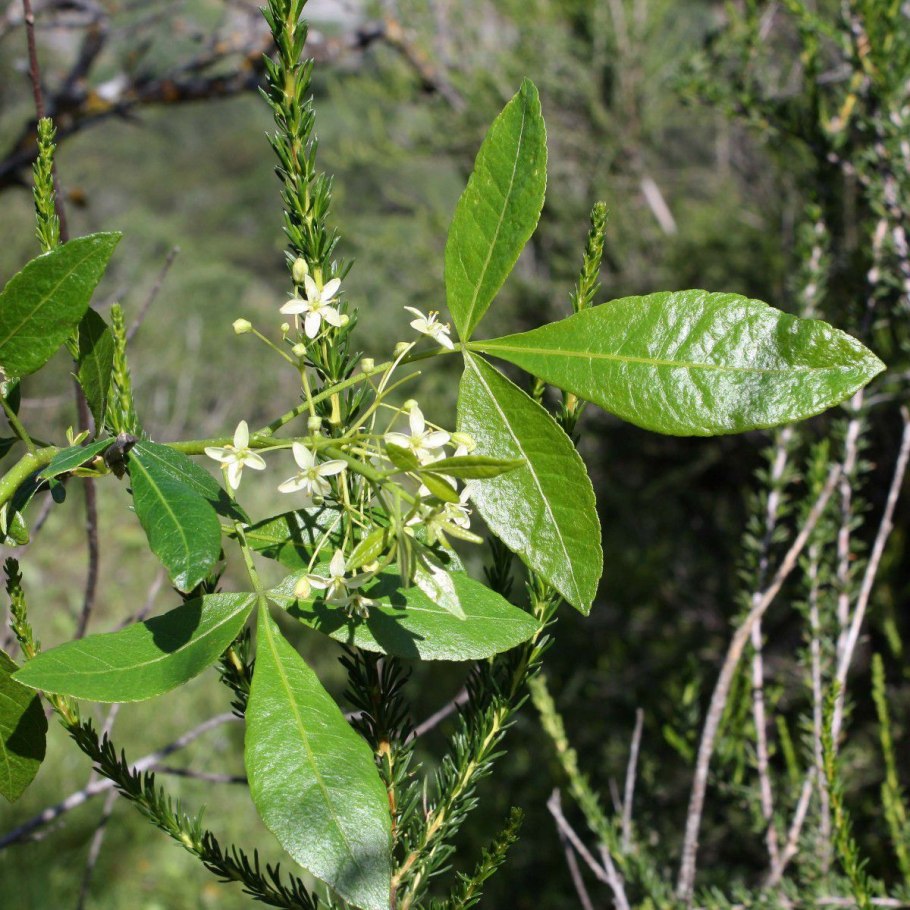 Алоизия трёхлистная Вербена лимонная