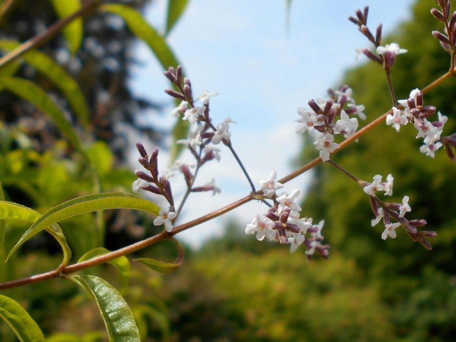 Алоизия трёхлистная