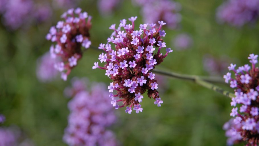 Алоизия кустарник Википедия